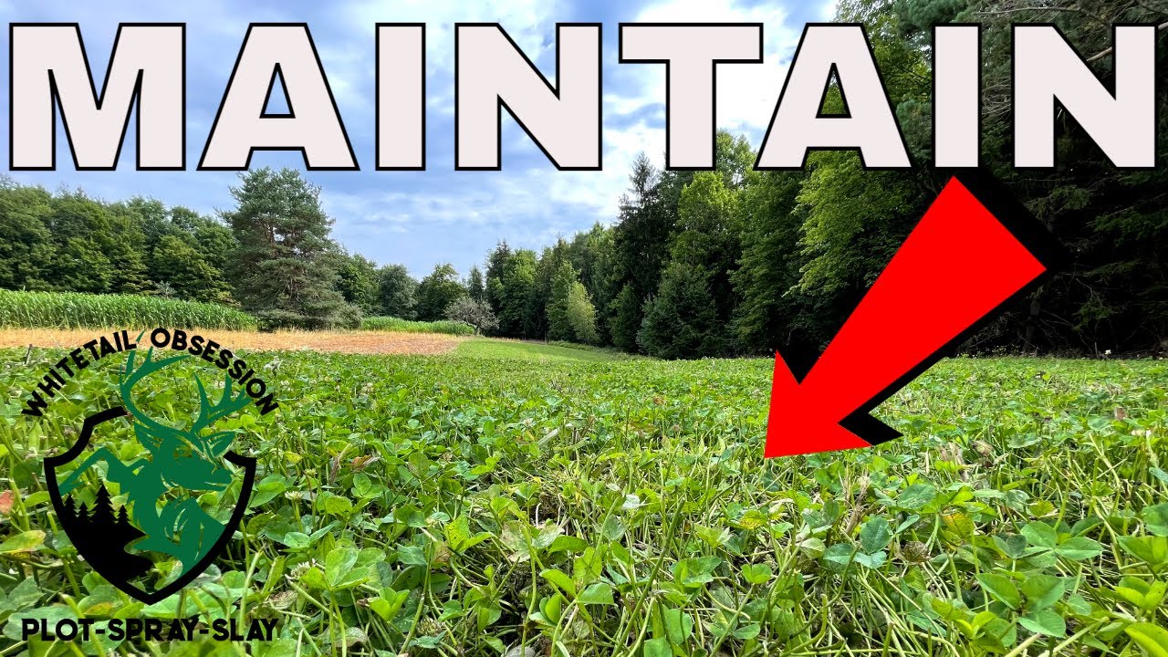 How To Maintain Clover Food Plots & Set Up Strategy