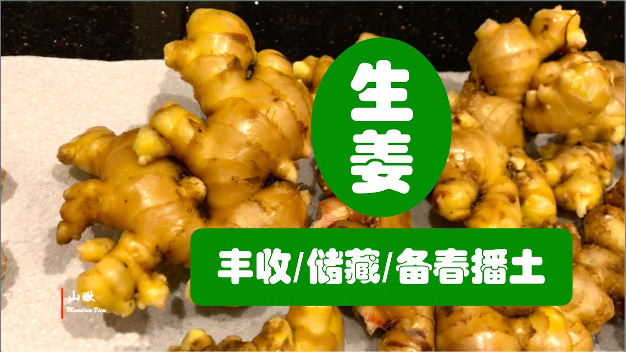 生姜——丰收/储藏/备春播土（第38期） Gingers——harvest/store/based seedling soil(Ep38)