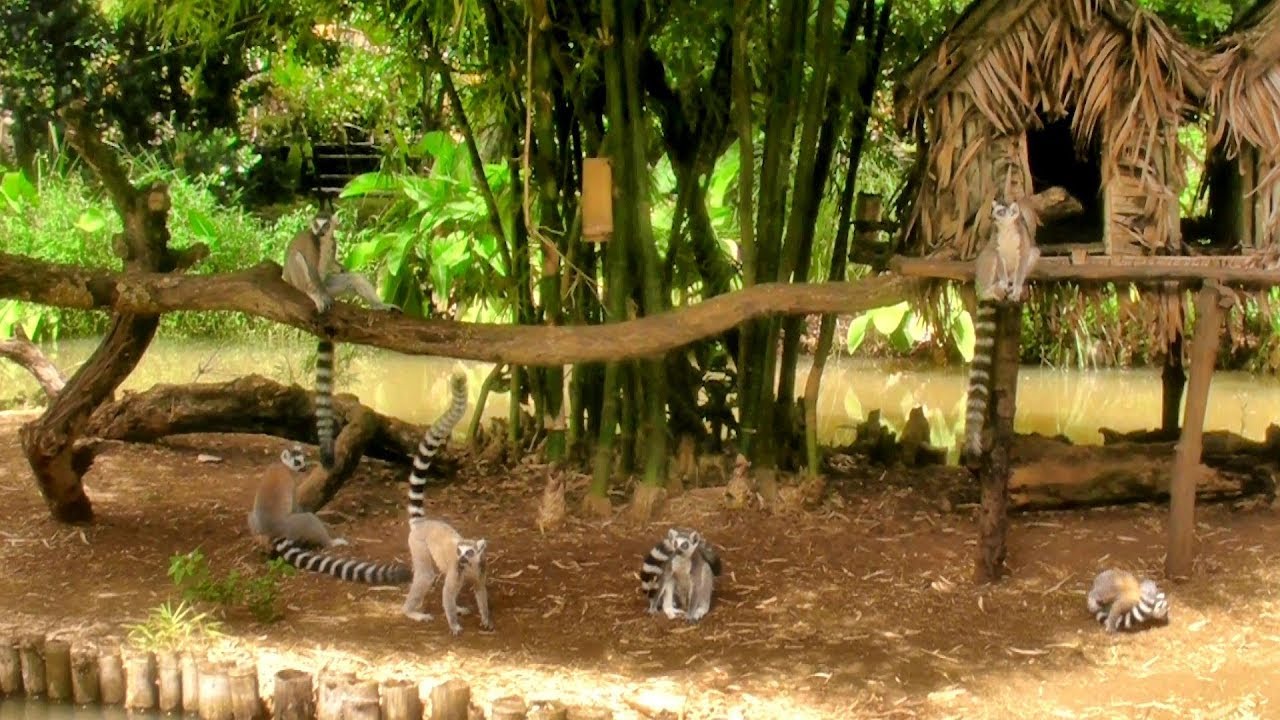 ESCALE A NOSY BE, le paradis des lémuriens à Madagascar