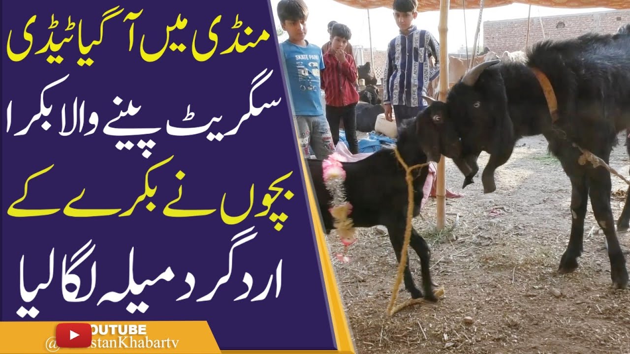 Mandi main agaya Tedi Cigarette peny wala bakra agaya, Bachon ny bakry k gird mela laga dia