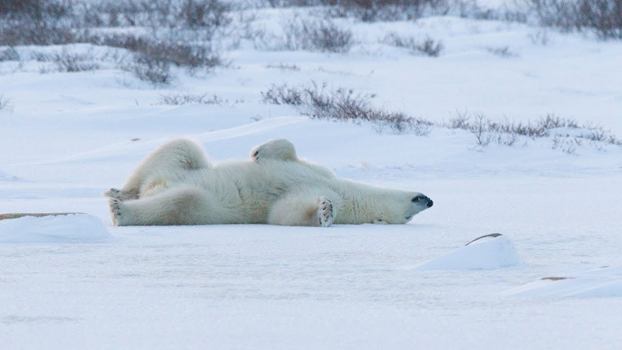 Chill out with Polar Bears