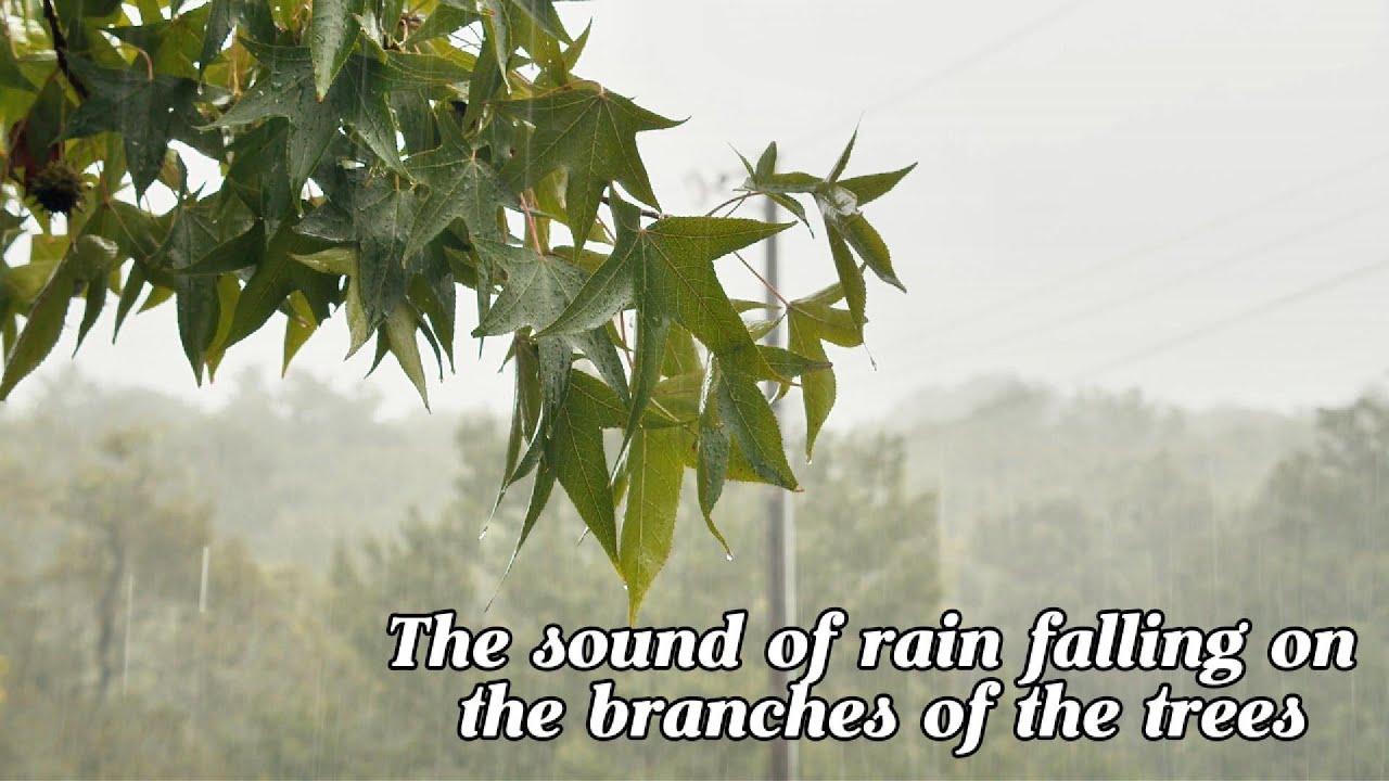 Gentle Rain Sound on Tree Branches 🌧️ Study, Sleep & Calming Nature Ambience