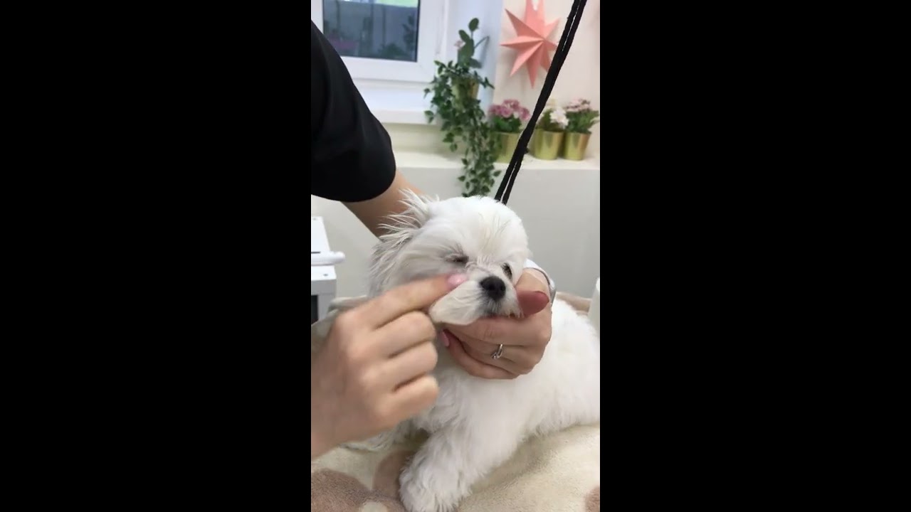 Уход за глазками щенка мальтезе ежедневный