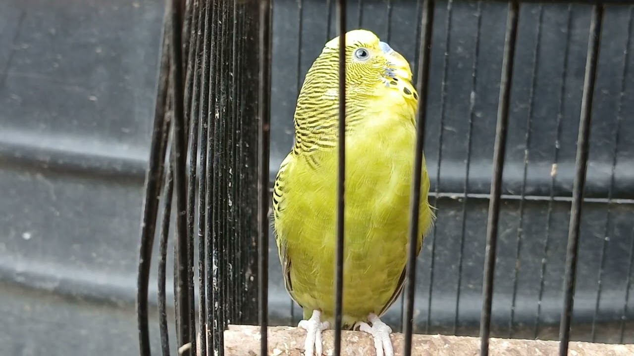 Cute Budgies Feeding Video | Parrot Feeding | 