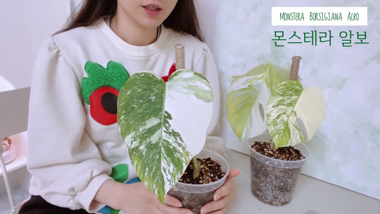 몬스테라알보 식테크로 210만원 벌어봤어요 #식테크 #알보몬스테라  #식집사