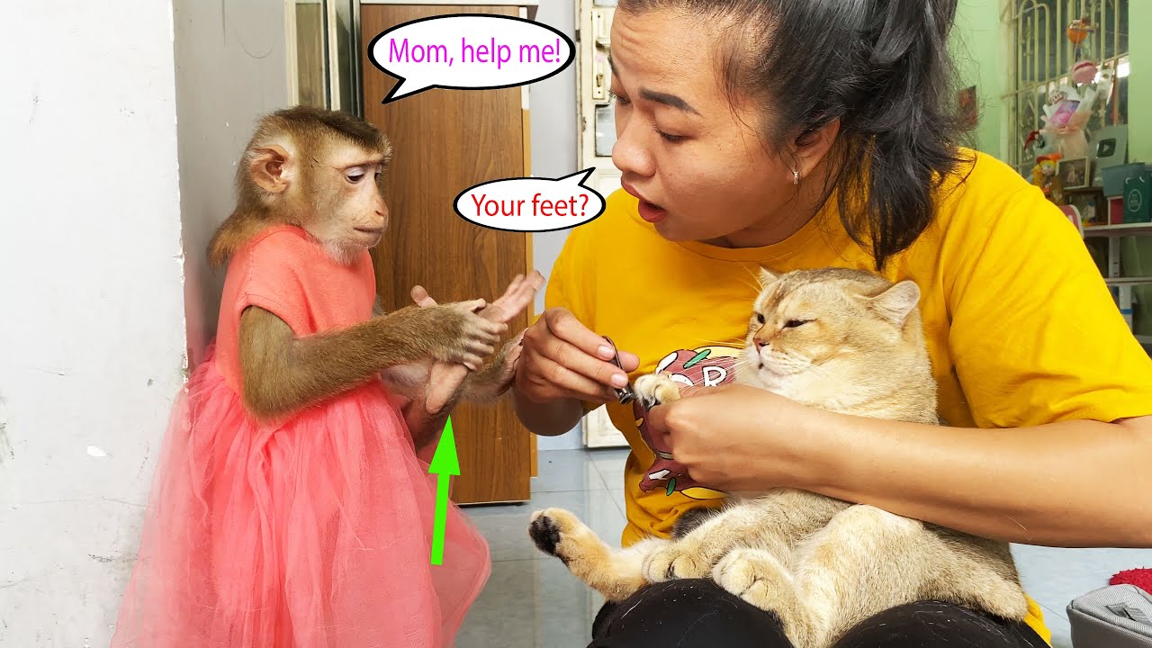 Monkey Lyly wishes her mother would take care of her like Tommy the cat.
