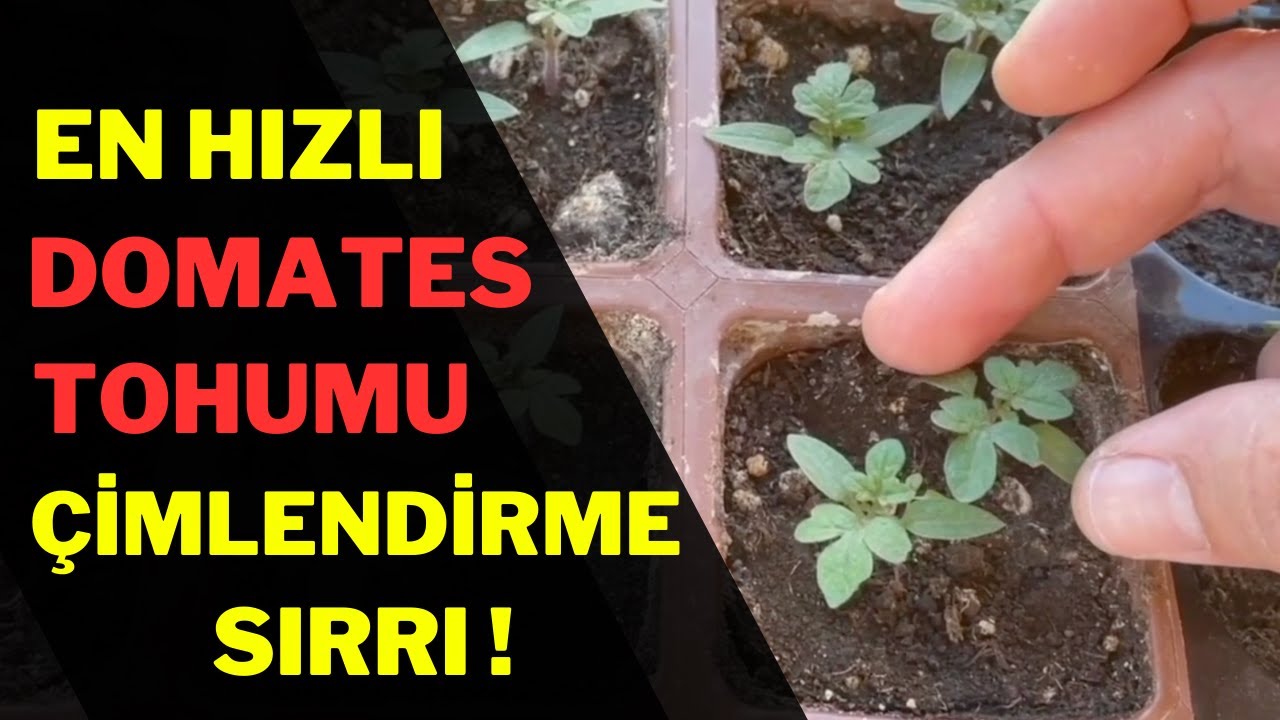Evde Domates Tohumu Nasıl Çimlendirilir ?