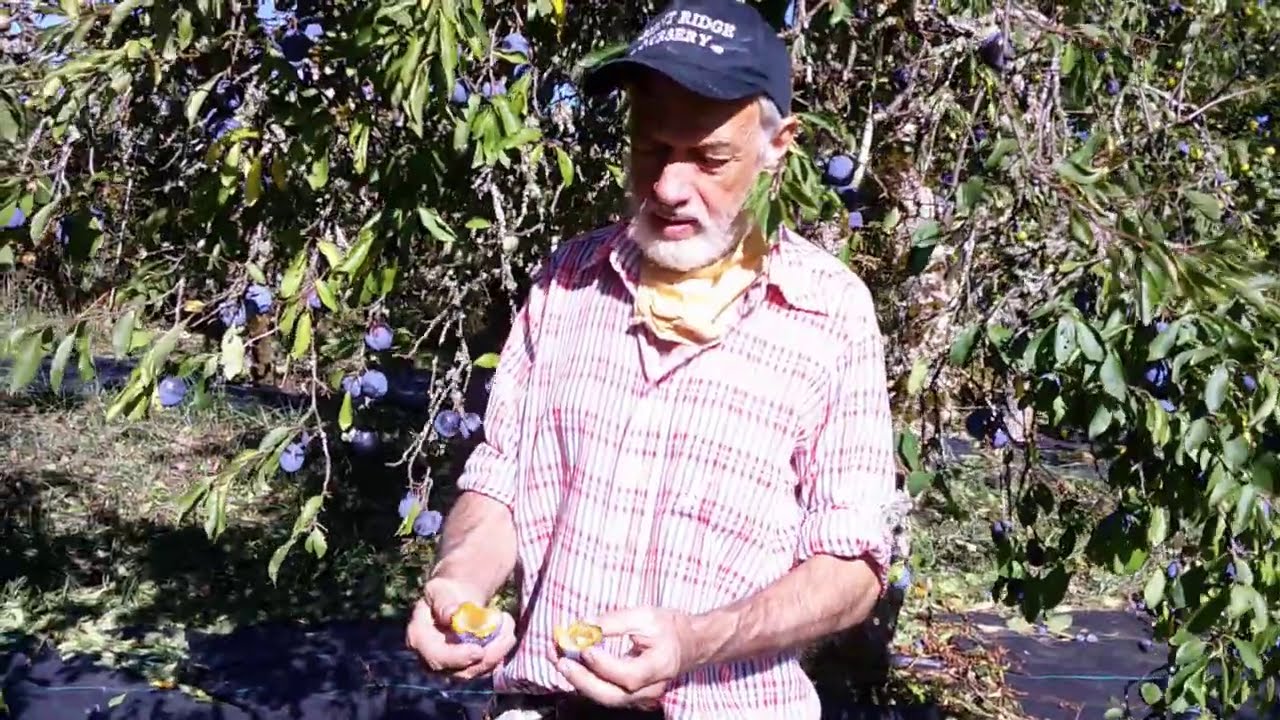 Italian prune plums, an old homestead necessity