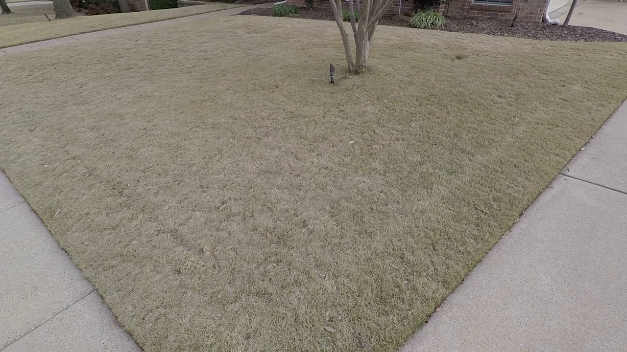 How Does Zeon Zoysia in Dallas area Look When it is Dormant in the Winter