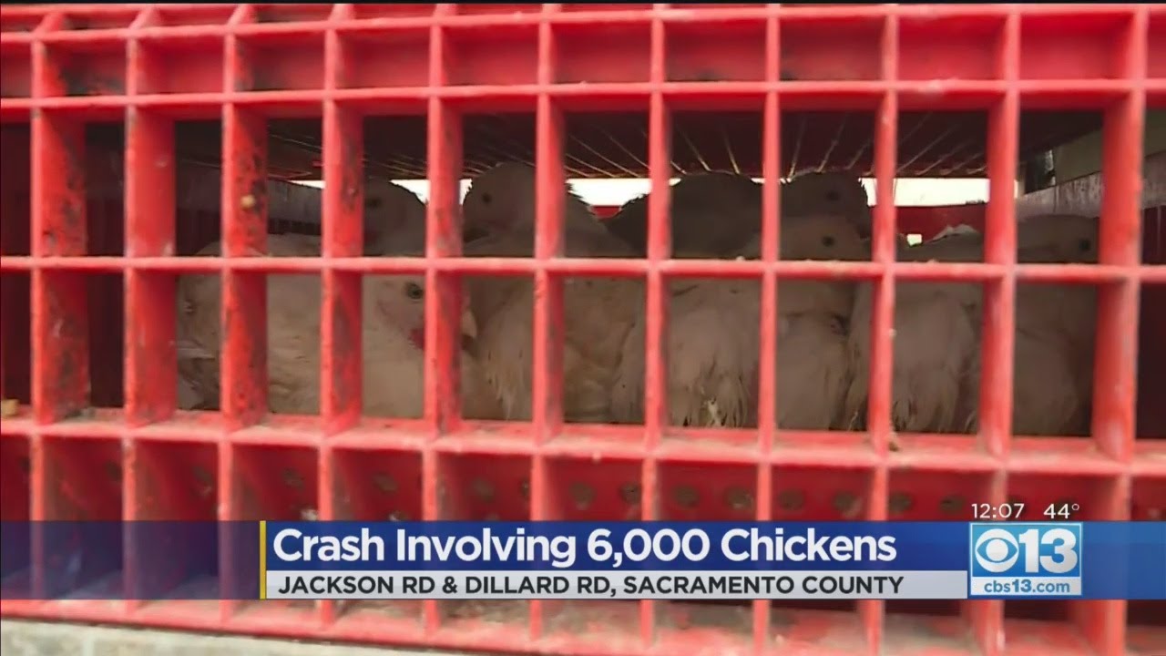 Big Rig Carrying 6,000 Chickens Flips On Its Side In Sacramento County