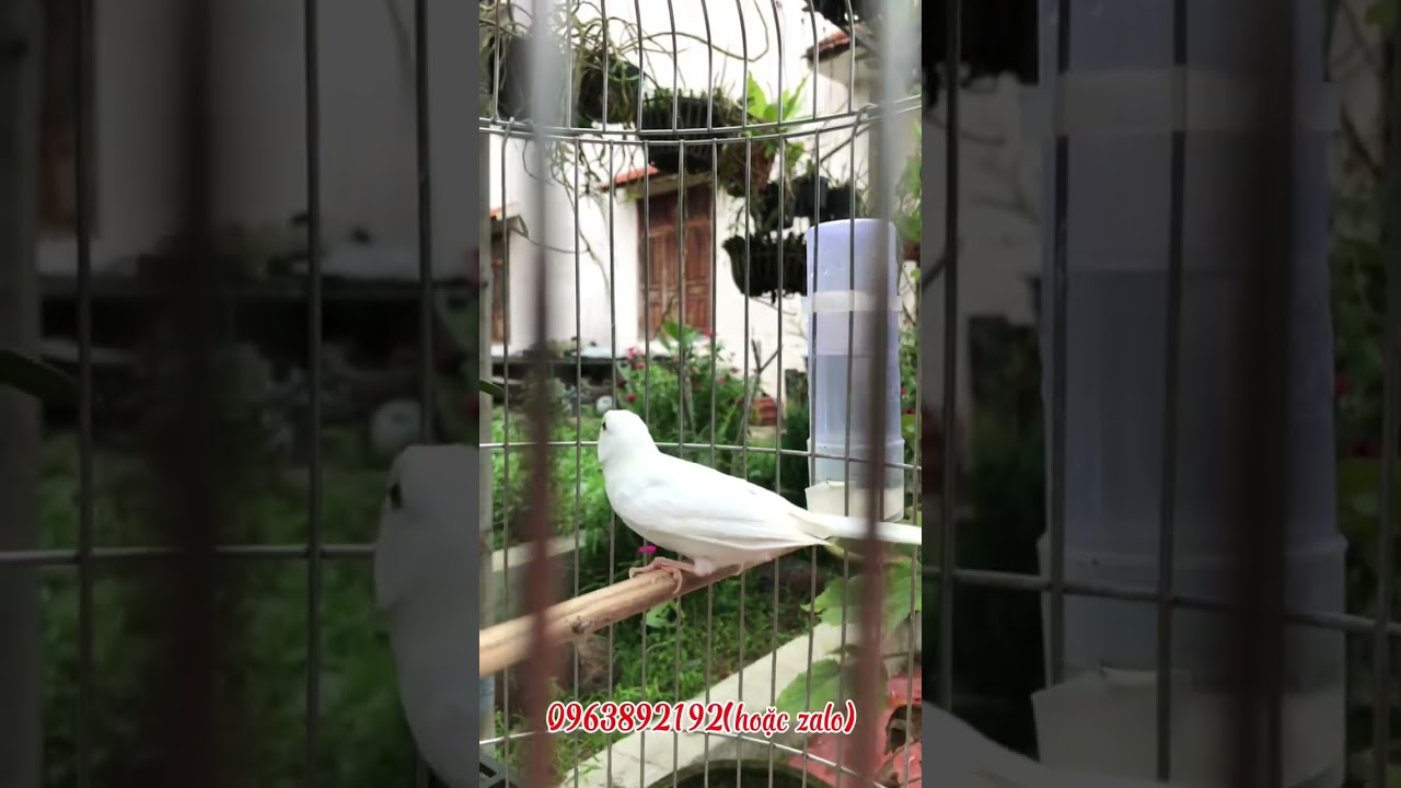 Bạch yến: trống cúc, mái trơn!Khách lấy nhắn e nhanh nhé.#canary #birds #canarybird #chimcanh 