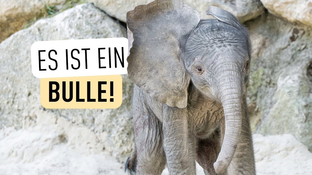 Elefanten-Kalb geboren I Tiergarten Schönbrunn