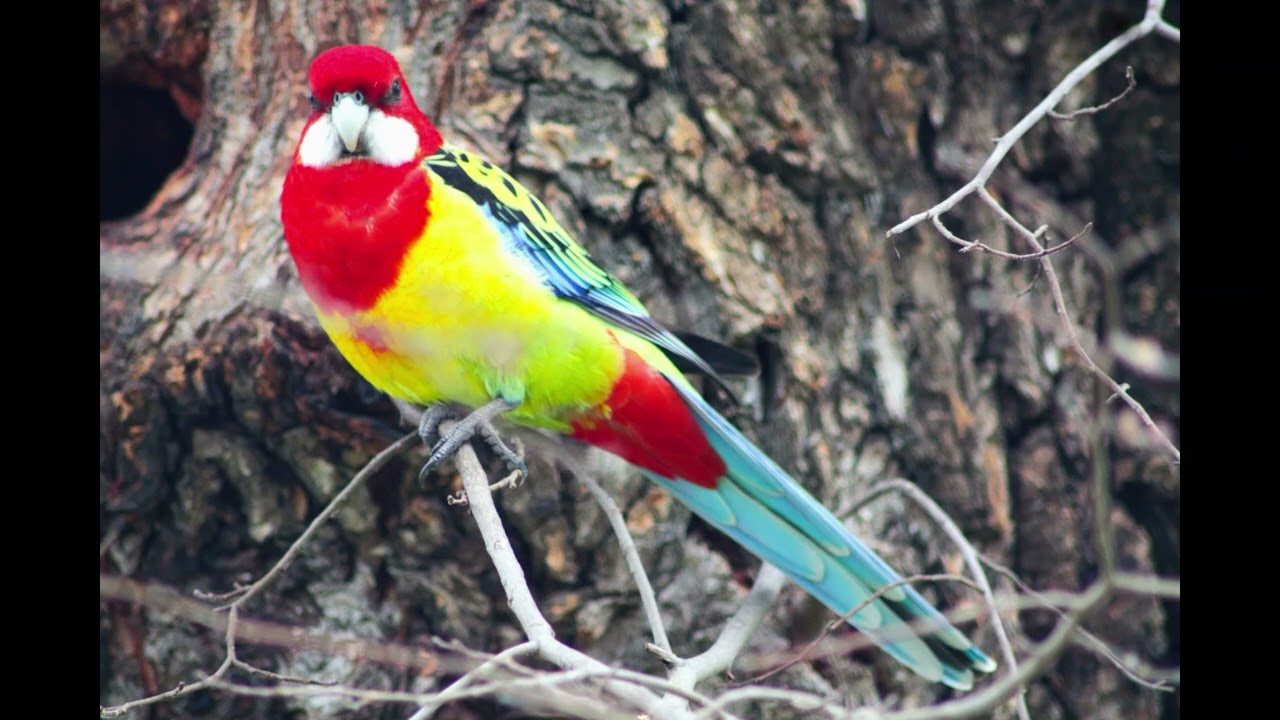 Wonga Wetlands Birds Canon EOS 1100 D & Tamron 70 300mm