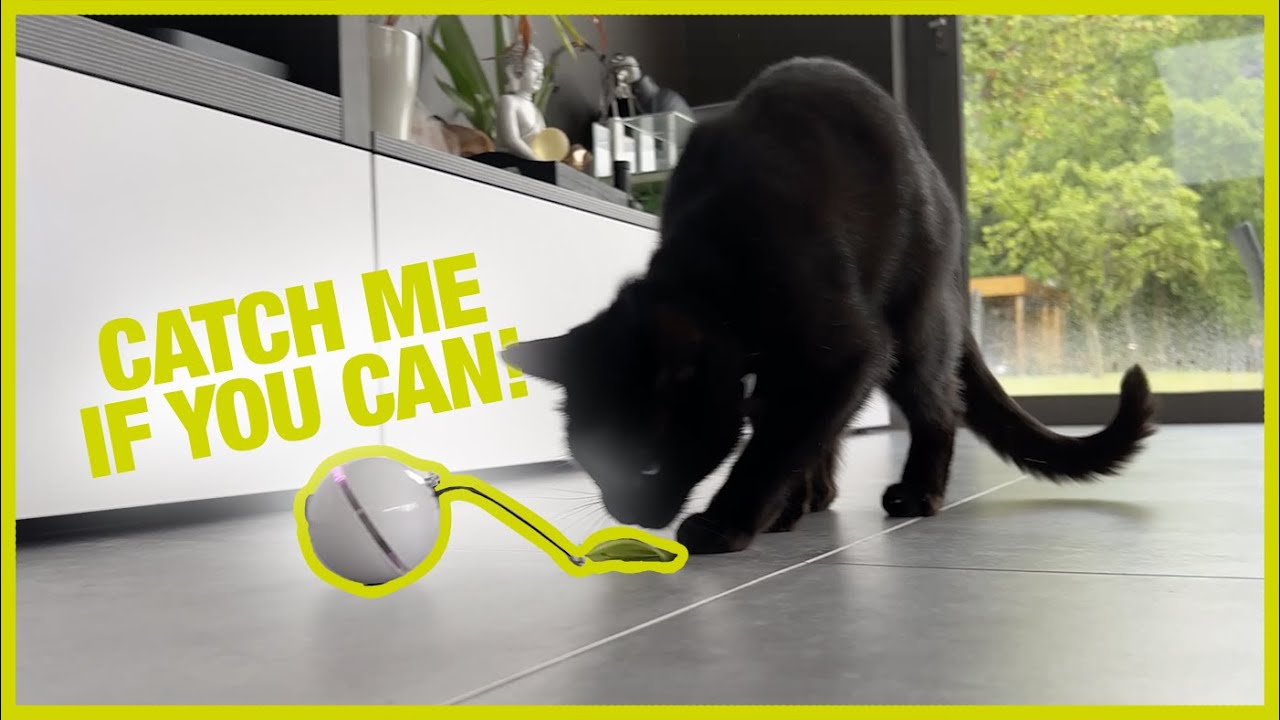 EBI ball chaser electronic cat toy
