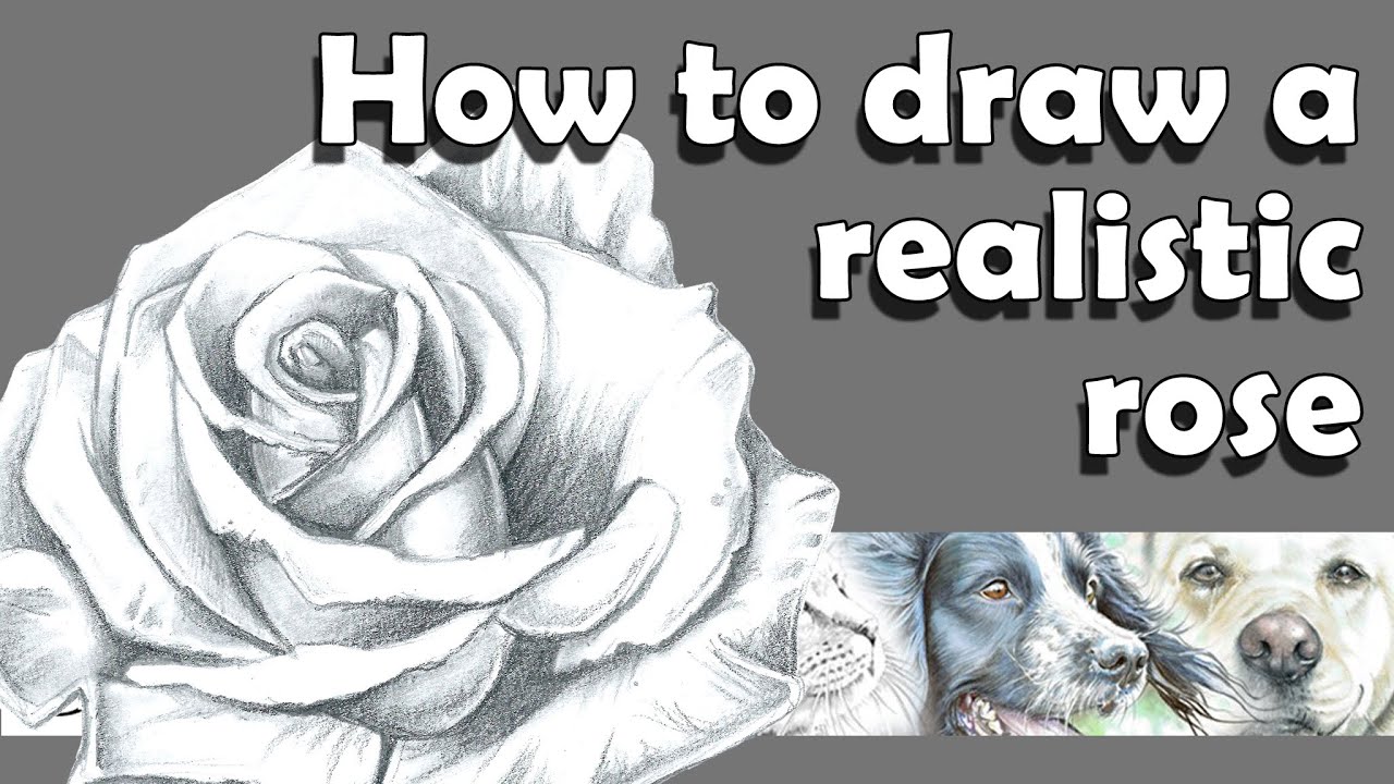 How to draw a realistic rose