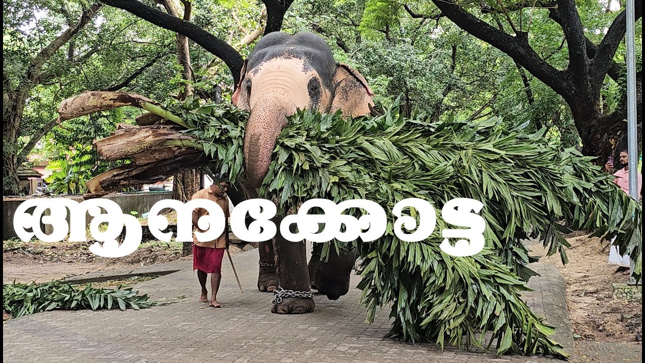 Anakotta Elephant Sanctuary Guruvayur Elephant Sanctuary Punnathur Kotta Elephant Camp Sanctuary