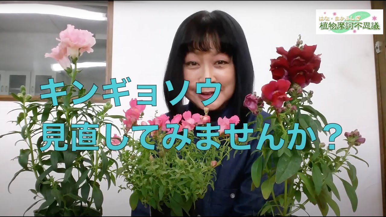 ♯97　キンギョソウ見直してみませんか？