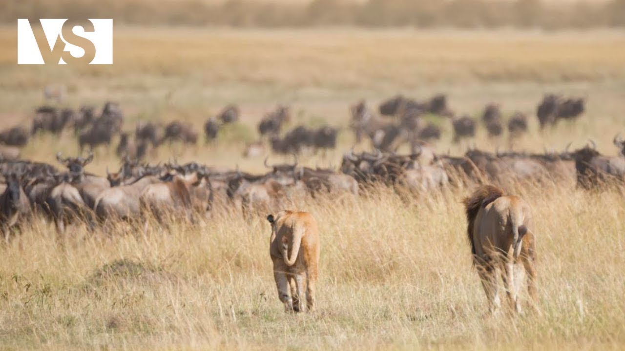SERENGETİ | Savana Kontrolü İçin Savaşan Yırtıcı Hayvanlar - Hayvan Belgeseli