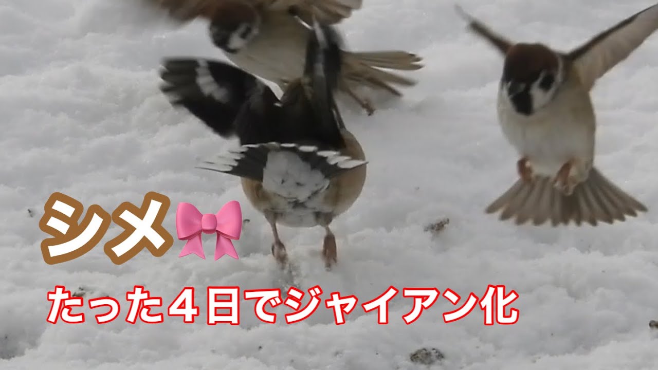 まるおの母　まるこの宿根草と低木の庭　2026 01 23 また雪が積もりました。昨日まで、スズメと仲良くしていたシメちゃんが、ジャイアン化して、スズメをいじめていました。😭昼には日差しが出ました🌤️