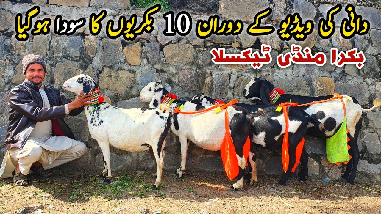 10 Bakriyan Sale Out Dani Ki Bakriyan Taxila Bakra Mandi Latest Update 1 February 2025