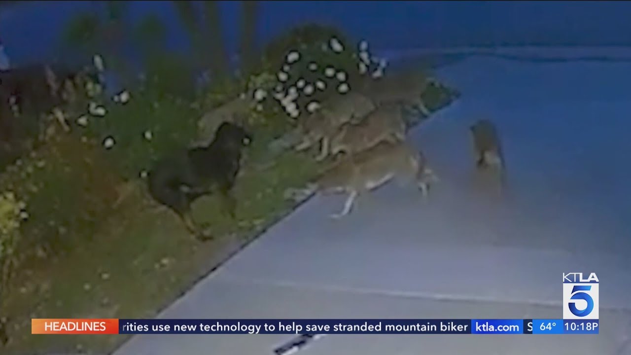 Stray dog fends off pack of coyotes in O.C.