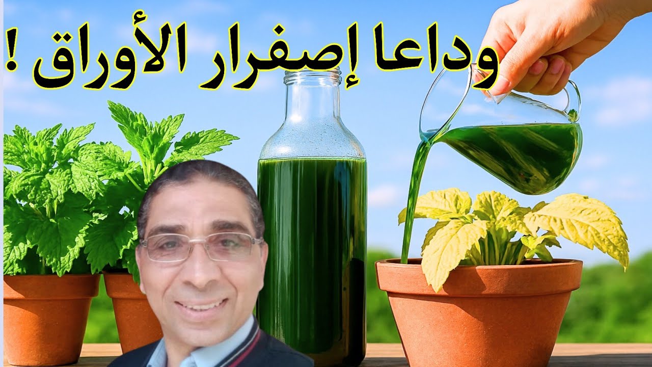 أقوى سماد طبيعي على وجه الأرض! 🌿 الحل النهائي لإصفرار أوراق النبات