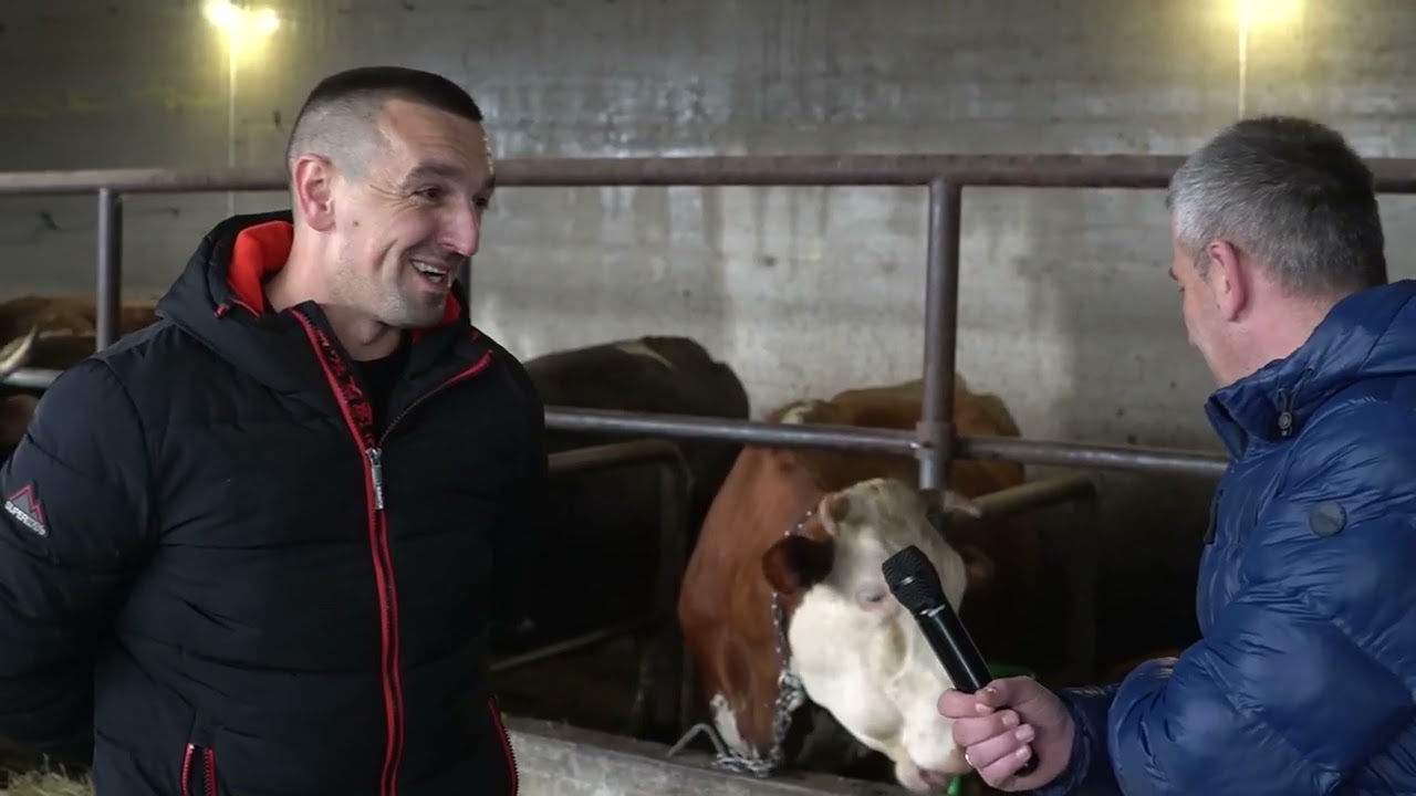 U ŠTALU I KRAVE ULOŽIO SAM 270 000  MARAKA VALJDA ĆE BOG DATI DA SE ODPLATI