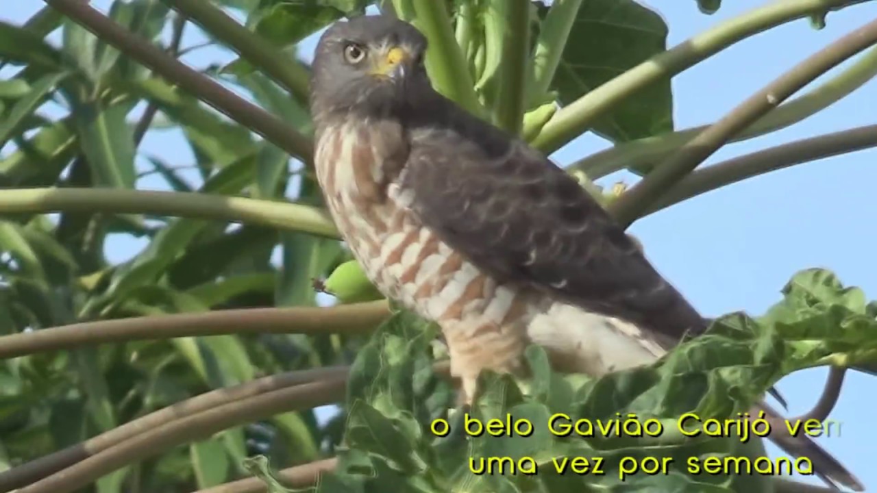 Jabuticabeira (Alporquia) não faço mais, não vale a pena fazer...