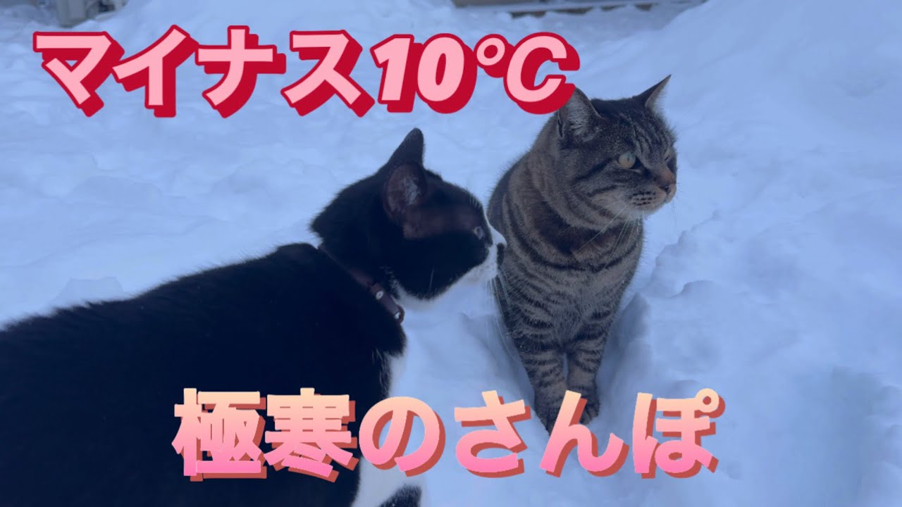 マイナス10℃極寒のさんぽ🥶　#360 