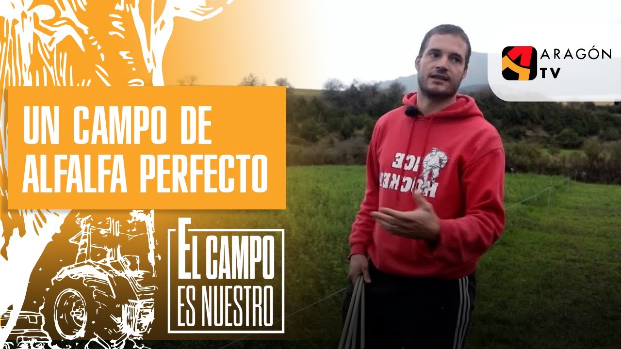 Un campo de alfalfa perfecto para dar de comer a las vacas de Dani.