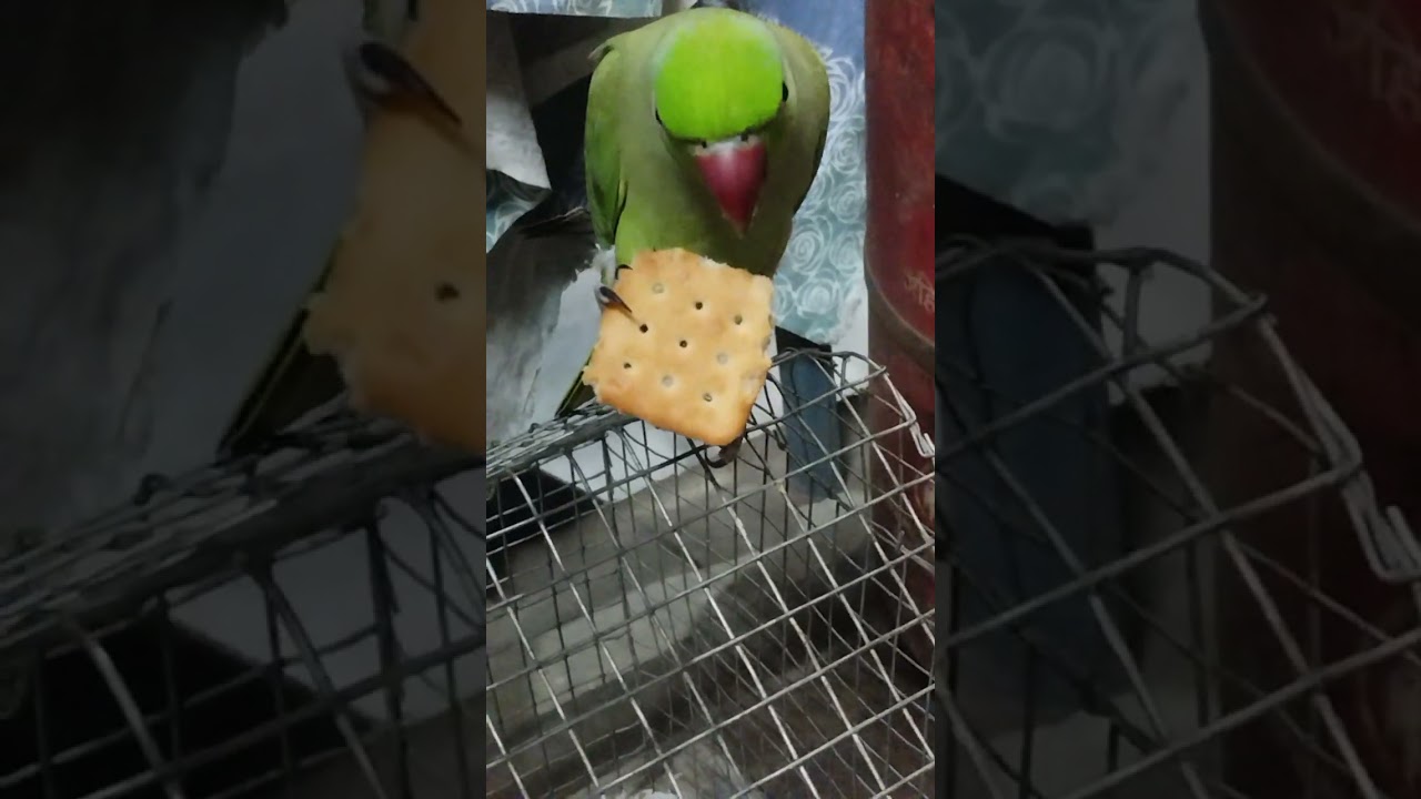 Mitthu biscuit Kaise Lekar Bhag raha hai🦜#talkingparot # YouTube video parrot#