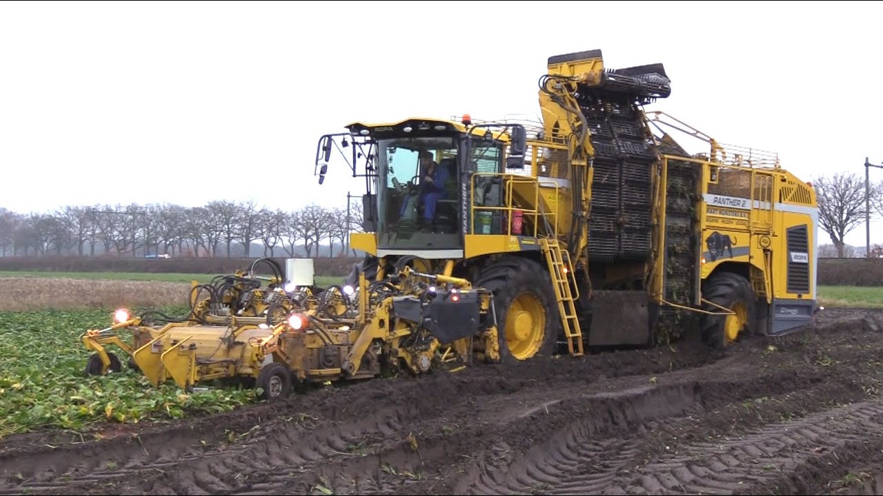 Bieten 2025 | Ropa Panther2 slipt door de natte grond | Brullende MF 8470 | Beet harvest