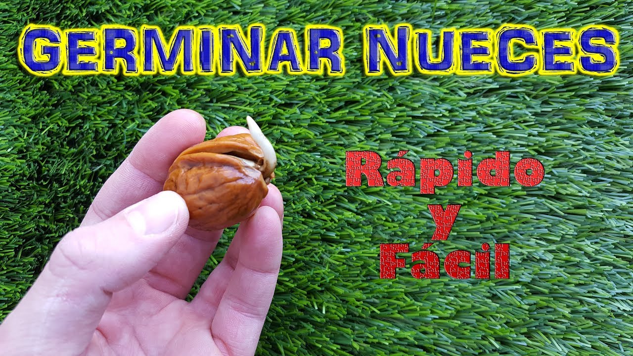 Germinar Nuez || Rápido y Fácil || Semillas nogal || Cultivo paso a paso