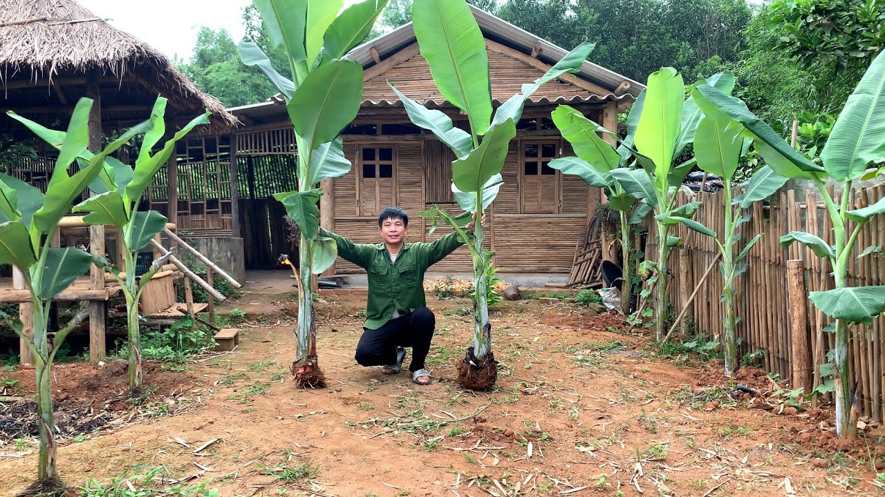 Plant bananas in the yard and take care of the spinach garden, a colorful natural life