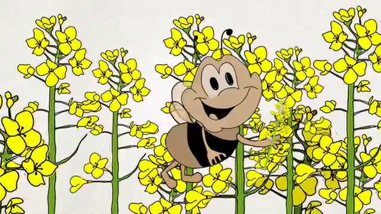 Raps - Erkl&auml;rfilm mit flotter Biene