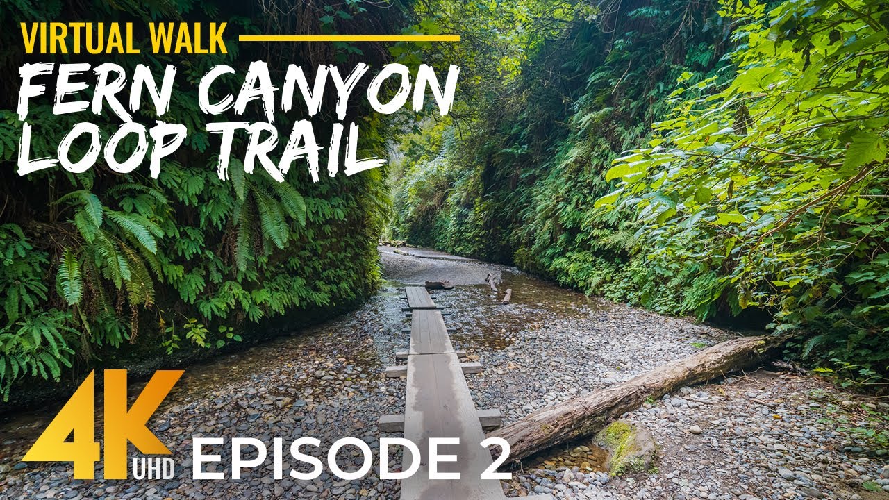 4K HDR Peaceful Walk on Fern Canyon Loop Trail - #2 | Best Redwood Hikes in California + Real Sound