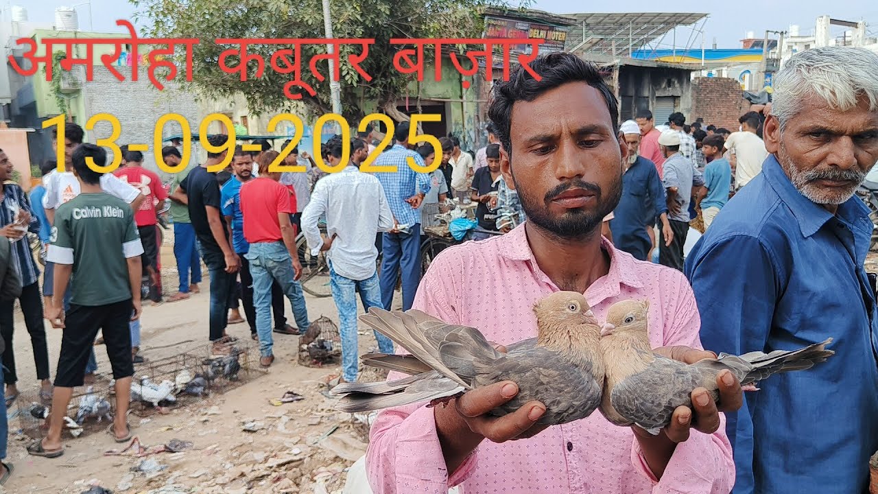 Amroha kabootar market 🕊️ 13-09-2025. अमरोहा कबूतर बाज़ार। Gola kabootar market