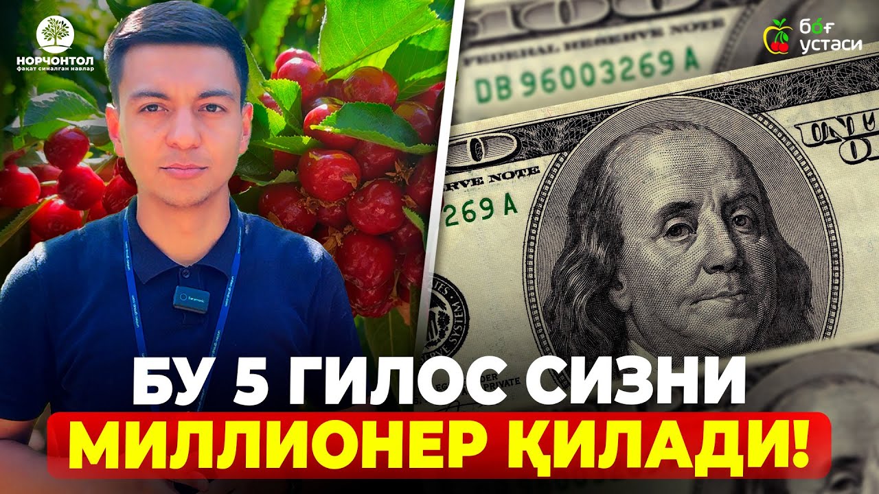 НИМАГА БУ СИРЛИ ГИЛОСЛАРНИ ЭКИШИМИЗНИ ИСТАШМАЯПТИ? | ШУҲРАТ АБРОРОВ 