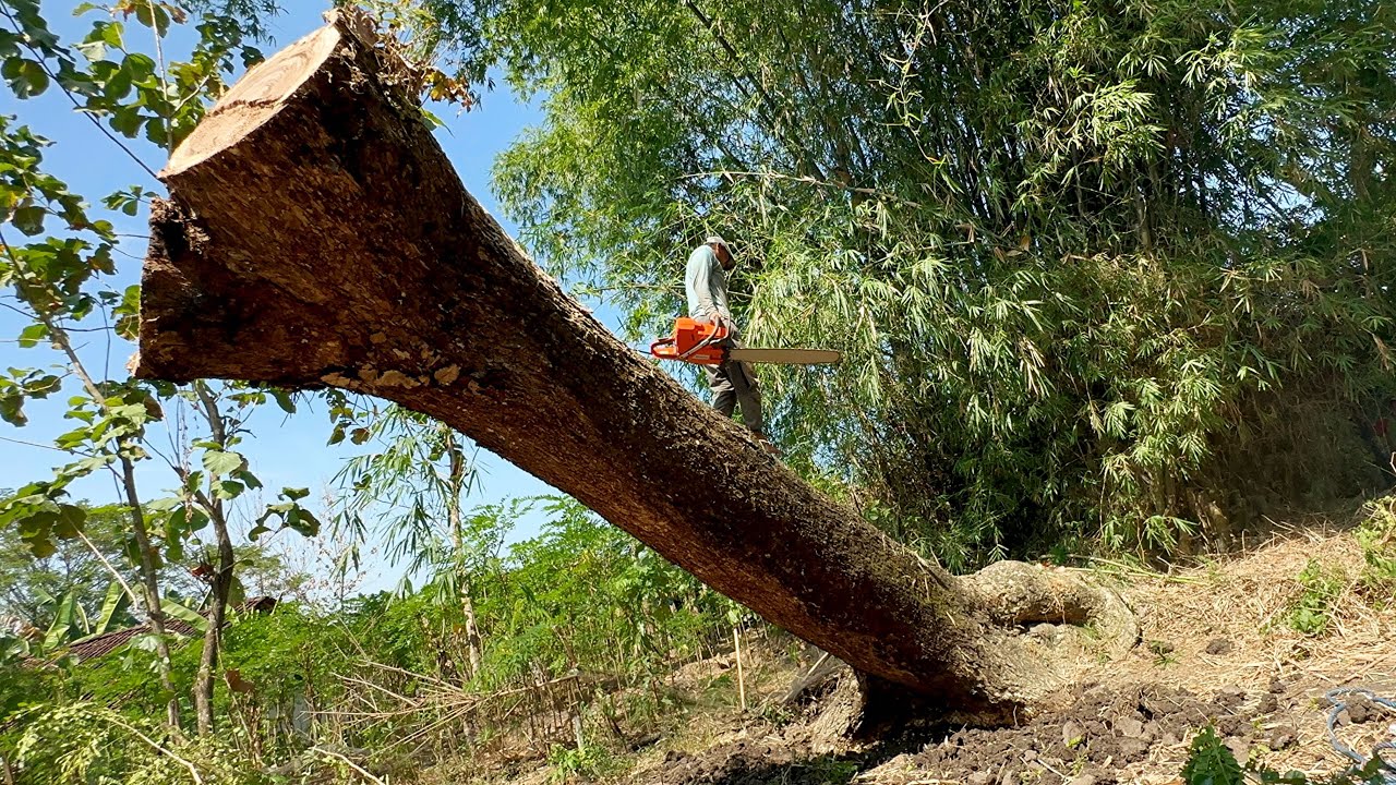The Most Dangerous Leaning Tree Felling ‼️