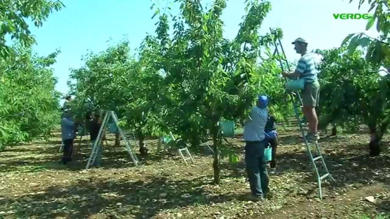 www.verdetv.tv - vivere nei campi - la raccolta delle ciliegie