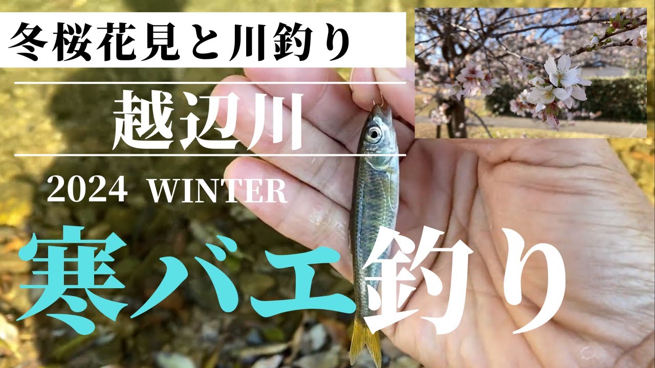 寒バエ釣り 帰りに冬桜も