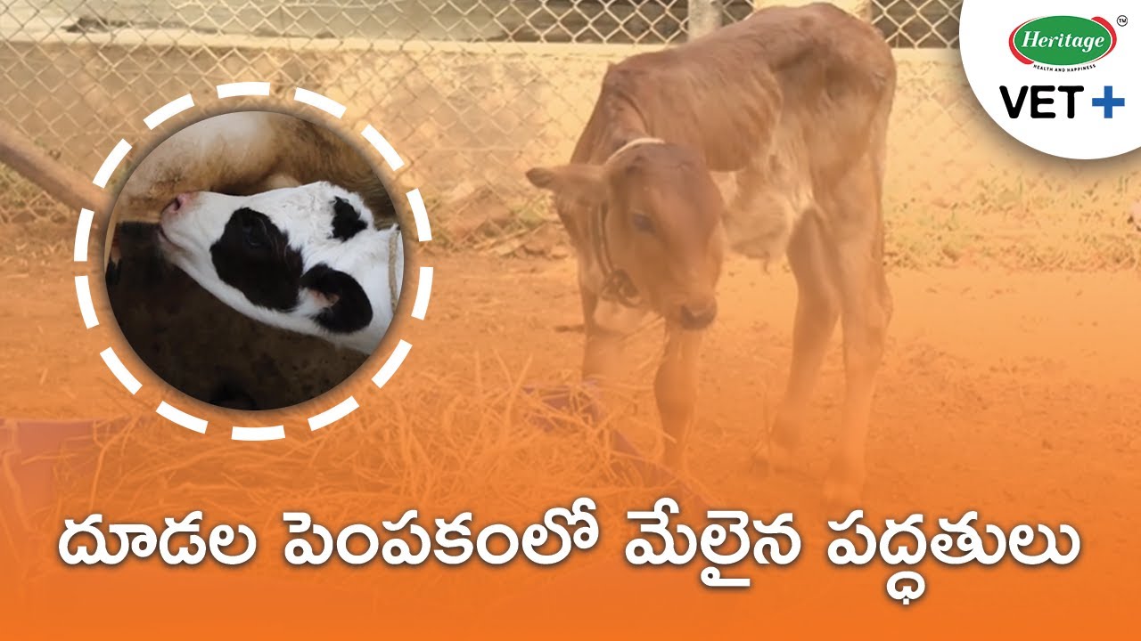 Perfect Care for Rearing Calves | లేగదూడ పుట్టగానే తీసుకోవాల్సిన జాగ్రత్తలు | Heritage VET+(Telugu)