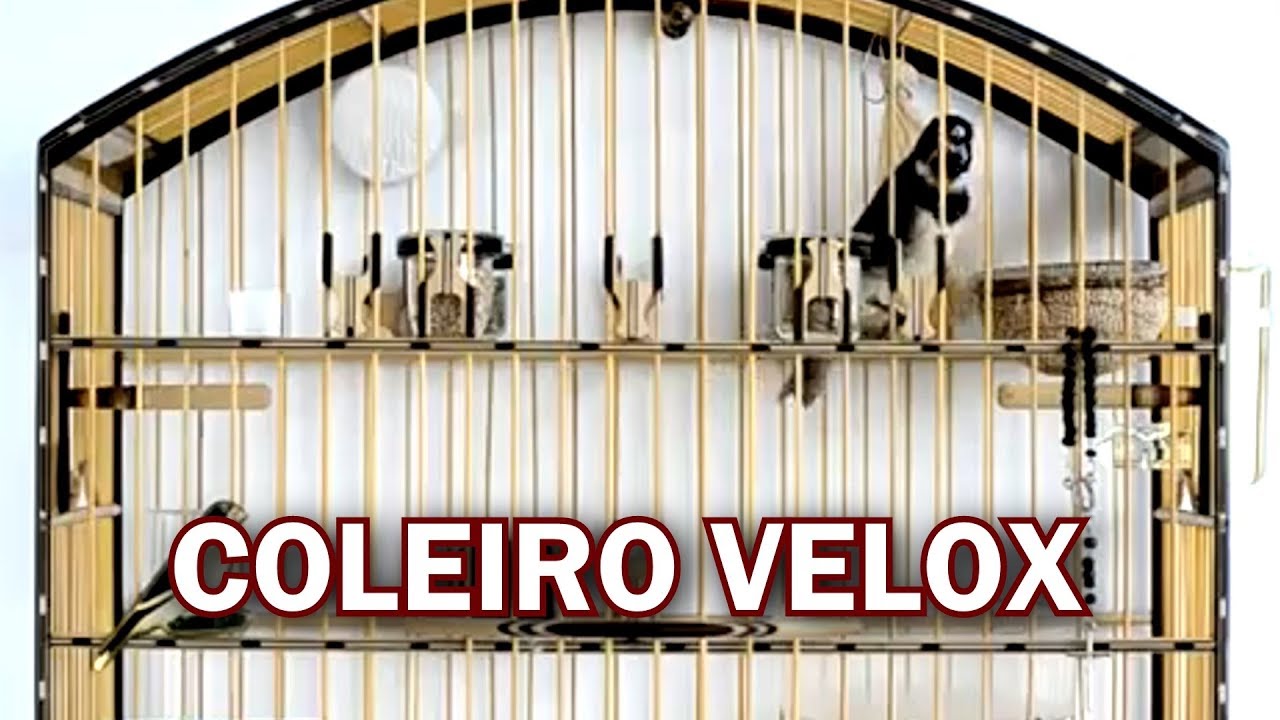 A LENDA COLEIRO VELOX TUI TUI FIBRA | Prop. Julio Calazans