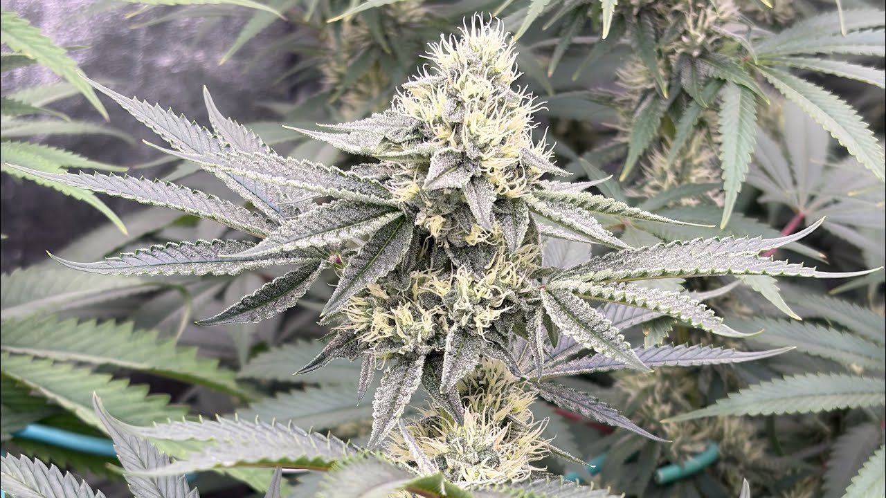 Compound Genetics and Romulan genetics flowering day 37. 