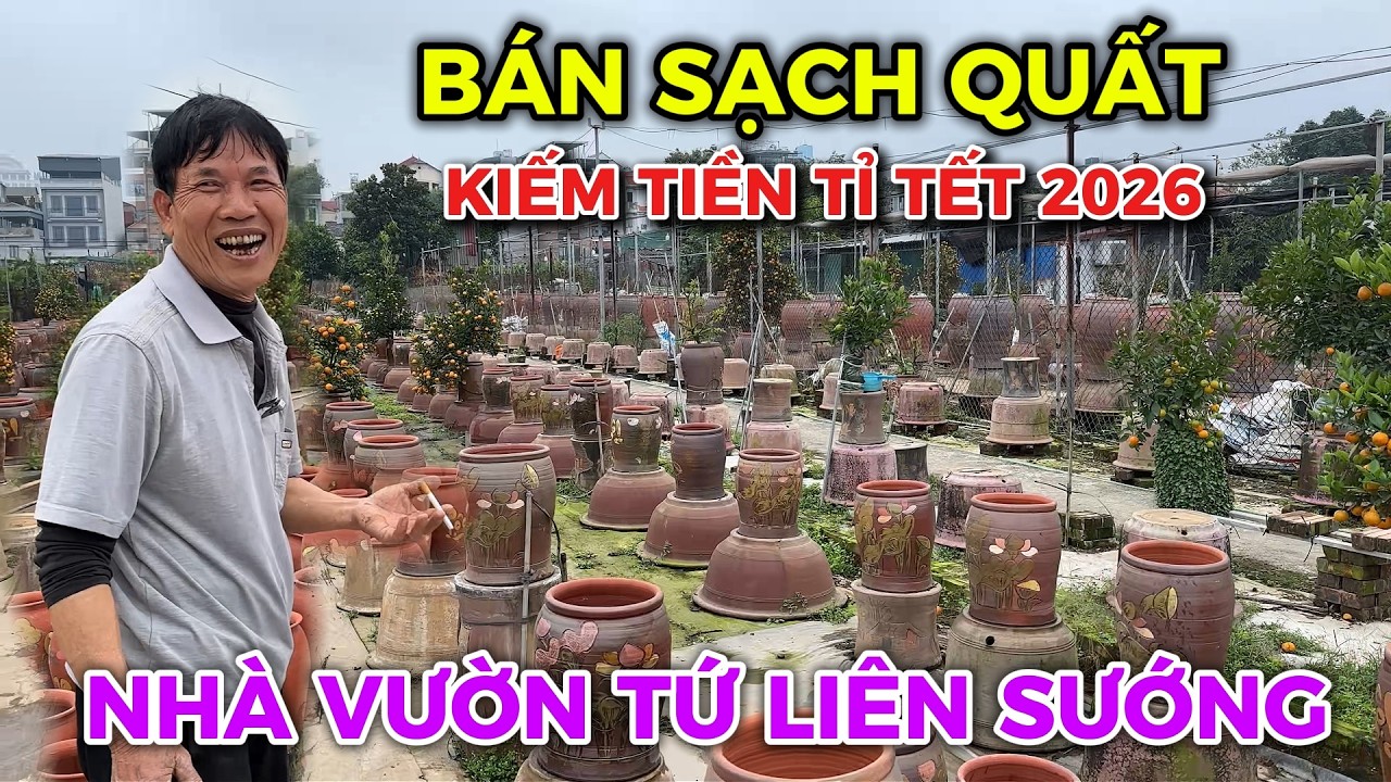 Tết 2026 - Nhiều vườn Quất Tứ Liên thắng to vì bán hết
