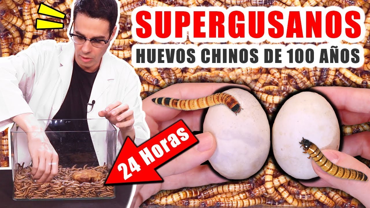 SUPERGUSANOS CARNÍVOROS VS HUEVOS CHINOS DE 100 AÑOS Y HAMBURGUESA ENLATADA 24 horas