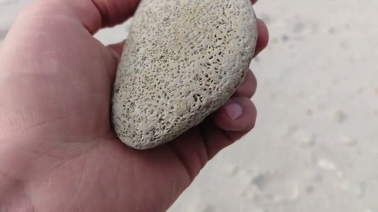 Saurierkiefer, roter Feuerstein und andere coole Strand-Fossilien Helgolands