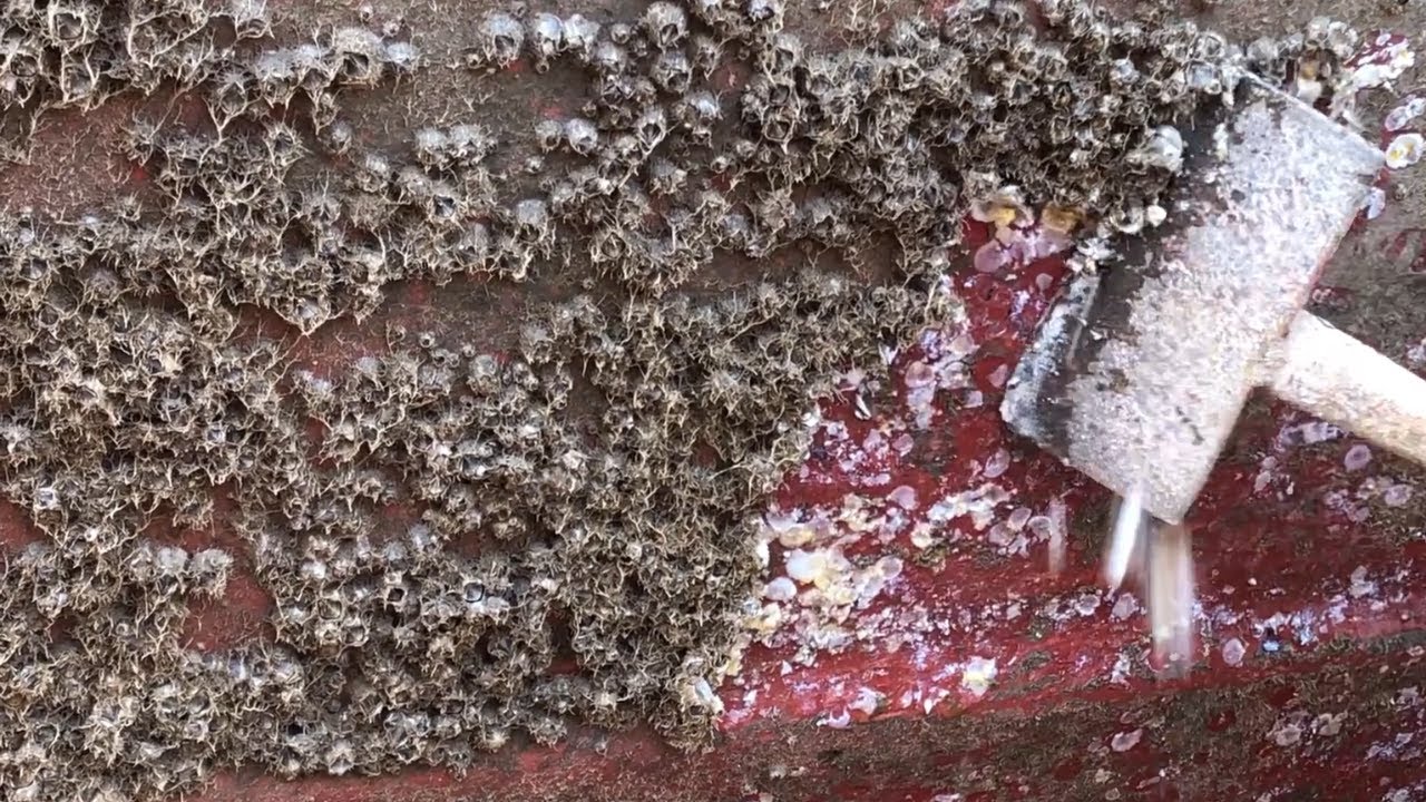 Barnacles getting removed from a boat 😱