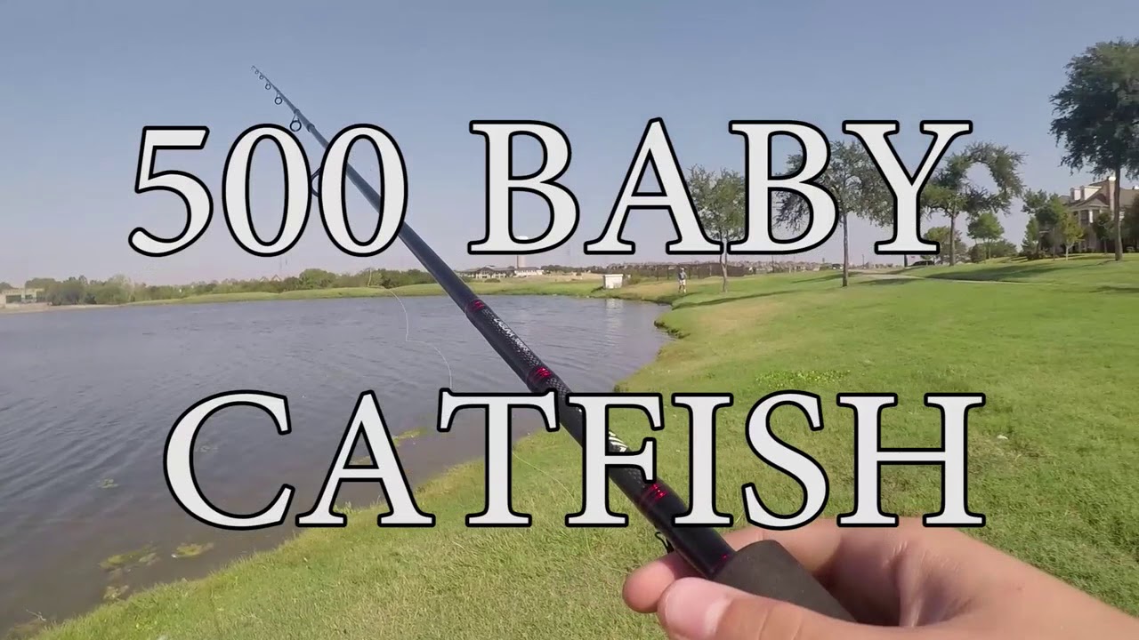 Catching BABY catfish!