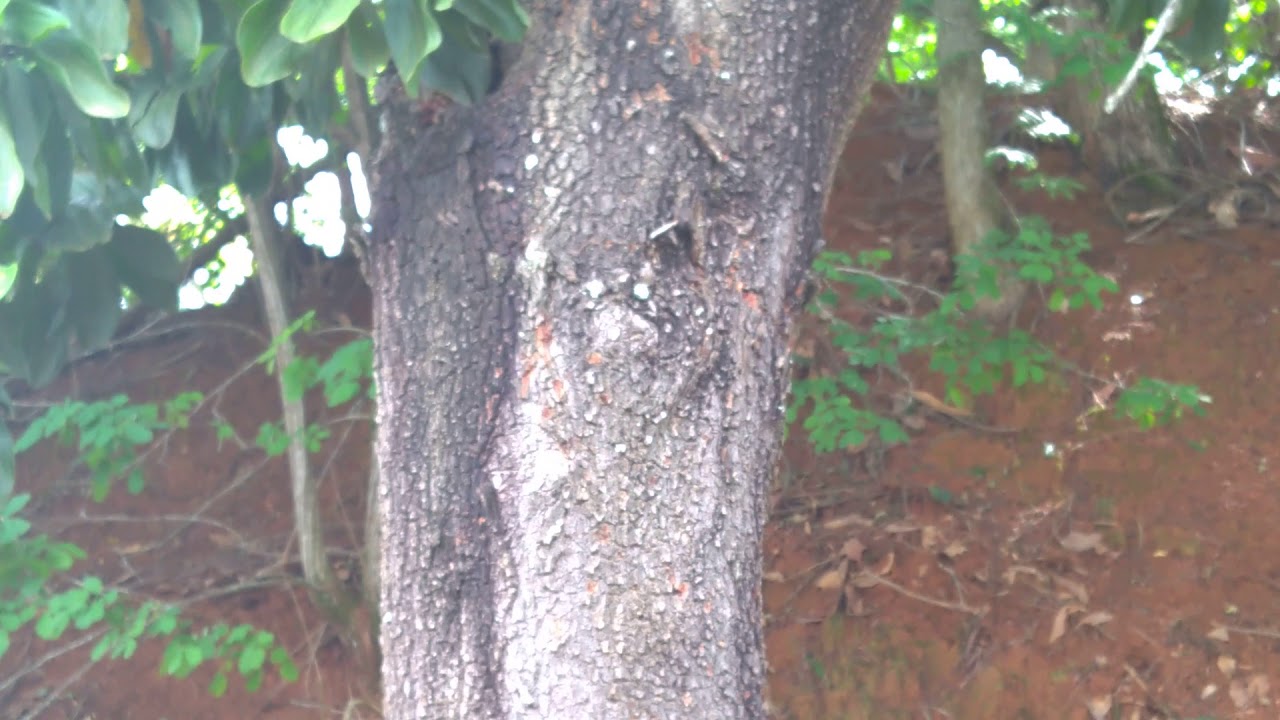 Acácia Mangium e a produção de mel: Qual é a verdade?
